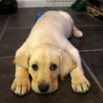 The Rise of Paleo Puppy… Why Dogs (and You) Should Eat Raw Food. [video]