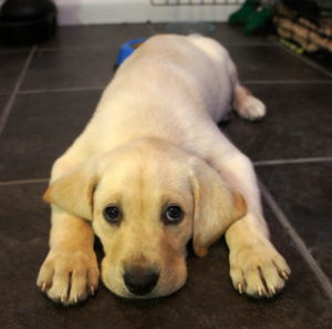 Meet Bailey