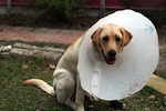 Paleo Puppy Gets Hit By A Car… And is Totally Fine.
