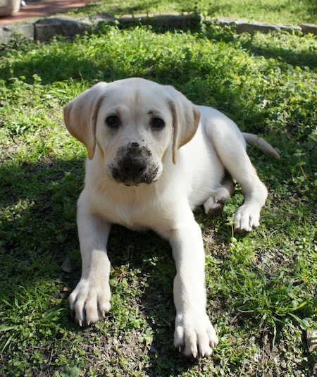 Paleo Puppy